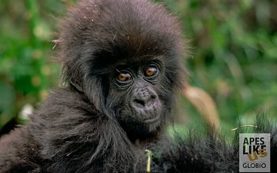 Screaming Chimps and Newborn Gorillas — Uganda Great Apes Safari 2019 Recap