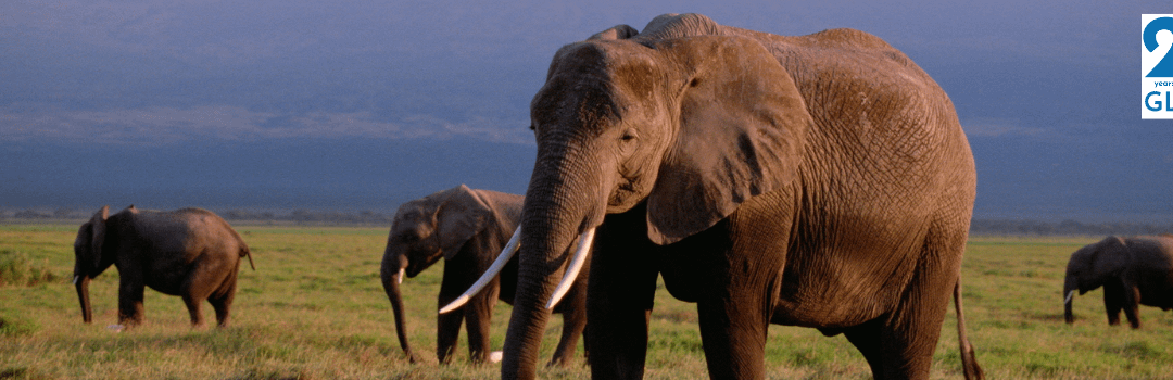 March Pachyderm of the Month: African Elephant