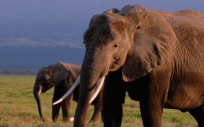 March Pachyderm of the Month: African Elephant