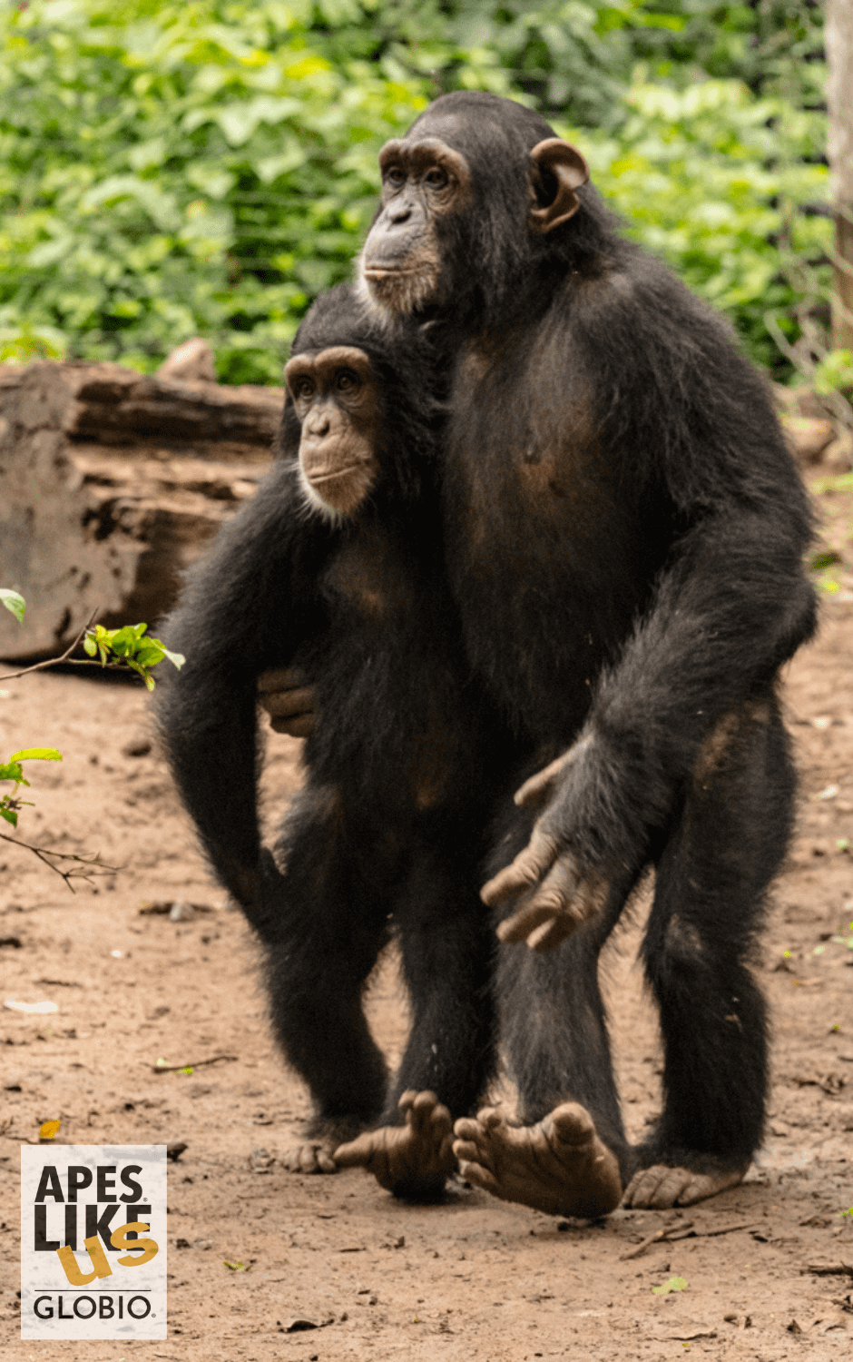 Two rescued chimpanzees bond at Mefou Primate Sanctuary