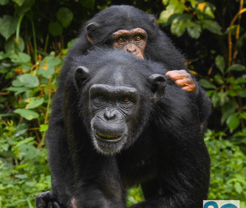 Grassroots Engagement for National Impact – The Chimp National Animal Campaign