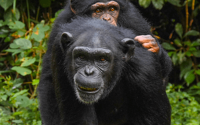Grassroots Engagement for National Impact – The Chimp National Animal Campaign
