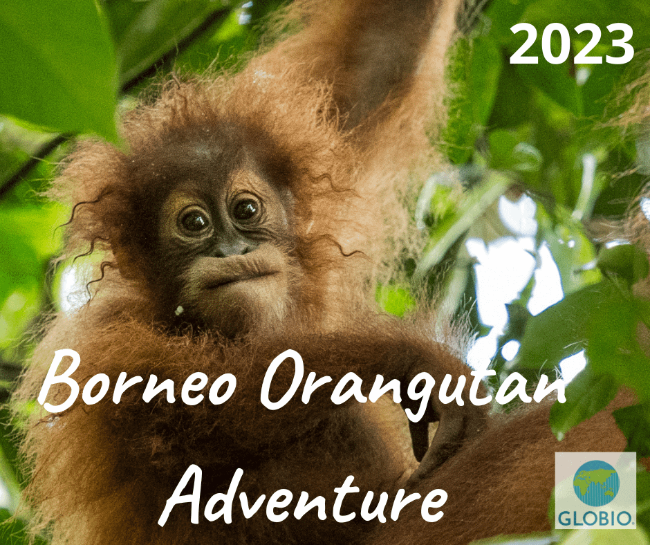 Borneo Orangutans Adventure
