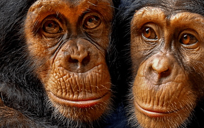 July Primate of the Month — Chimpanzee