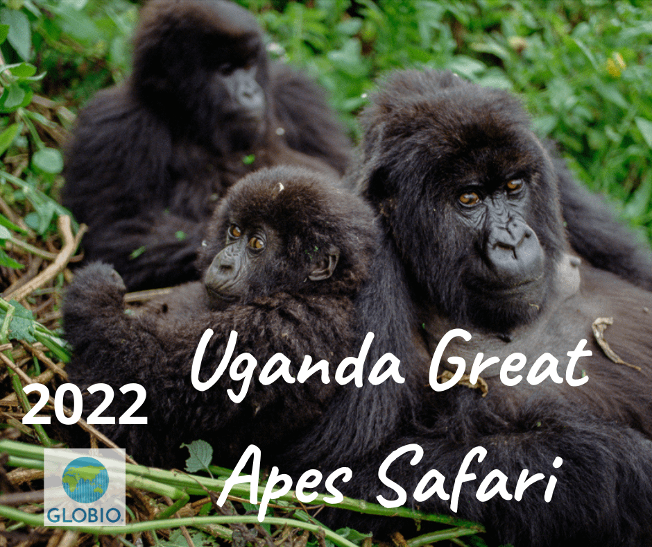 Uganda Great Apes Safari 2021