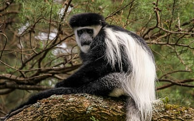 October Primate of the Month — Mantled Guereza