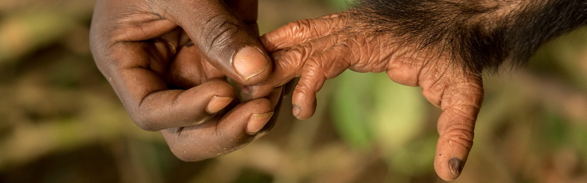 Human hand and chimpanzee foot (Pan troglodytes) captive orphan at Mefou Primate Sanctuary, Ape Action Africa, Cameroon