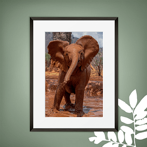 Elephant Photo Print