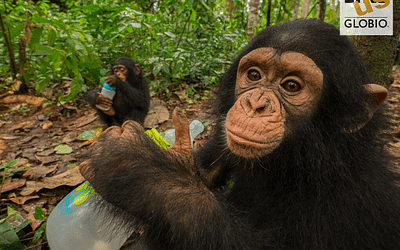 Baby Ape Forest Schools – Not your typical daycare