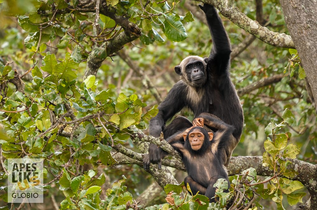 Chimp Subspecies: The Many Faces of Chimfunshi