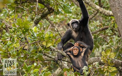Chimp Subspecies: The Many Faces of Chimfunshi