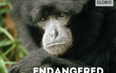 May Primates of the Month: Endangered Species