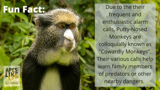 Putty-Nosed Monkey Fun Fact- They are often called "cowardly monkyes" due to their frequent alarm calls.