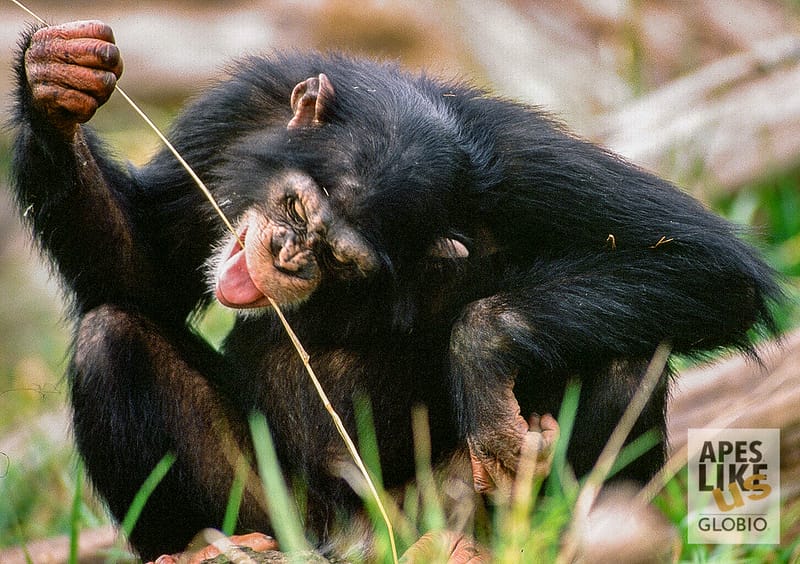 chimpanzee tool-use "fishing"