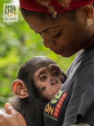 Caregiver attends a baby chimpanzee at Mefou Primate Sanctuary (Ape Action Africa) in Cameroon