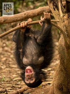 Little Larry chimpanzee