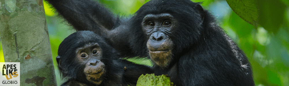 February Primate of the Month – Bonobo