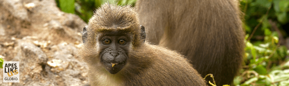 June Primate of the Month — Agile Mangabey