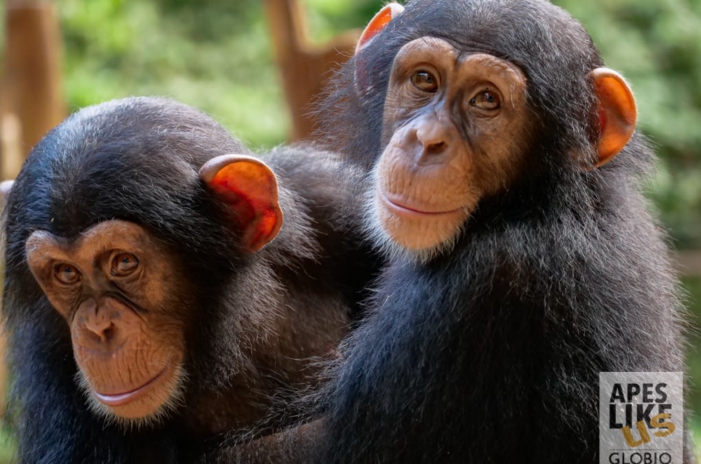 Tacugama Chimpanzee Sanctuary: GLOBIO’s Newest Programs Partner