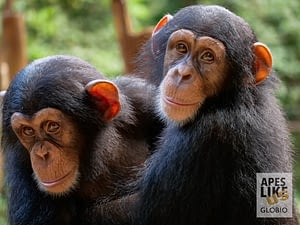 Orphan Western chimpanzees, Tacugama Chimpanzee Sanctuary Sierra Leone