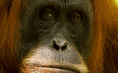 August Primate of the Month — Sumatran Orangutan