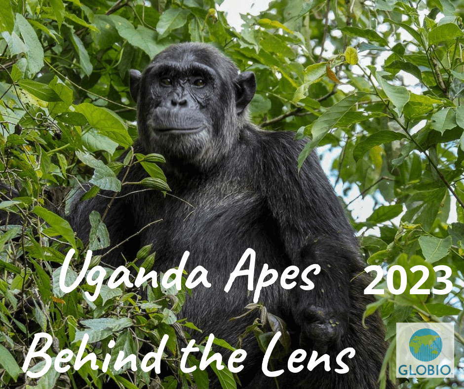 Uganda Great Apes Safari
