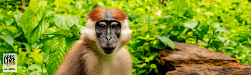 November Primate of the Month — Red-Capped Mangabey