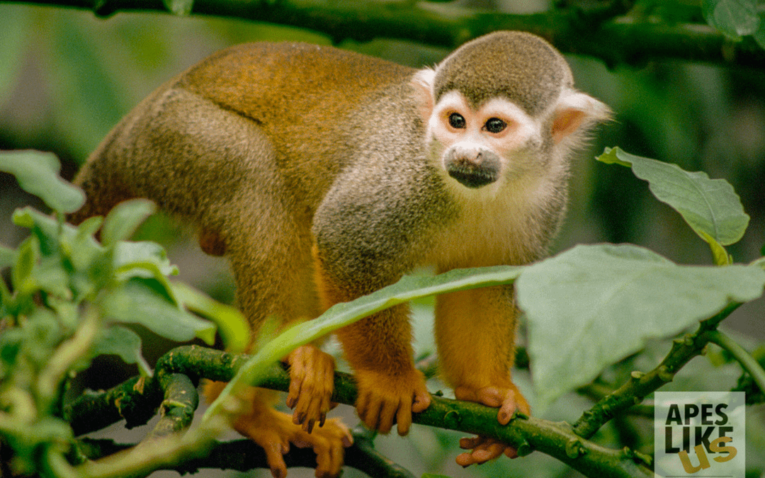 December Primates of the Month — Wonderful World of Monkeys