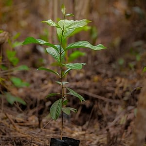 rainforest tree seedling from GLOBIO Borneo project