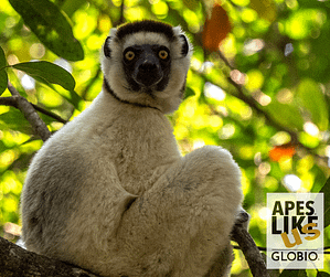 Endangered Sifaka Lemur, posing in tree