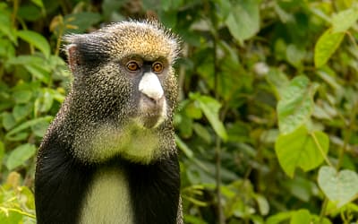 May Primate of the Month — Putty-Nosed Monkey