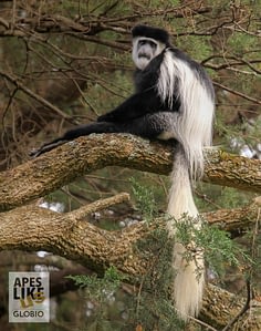 Mantled Guereza male sitting in tree in the wild