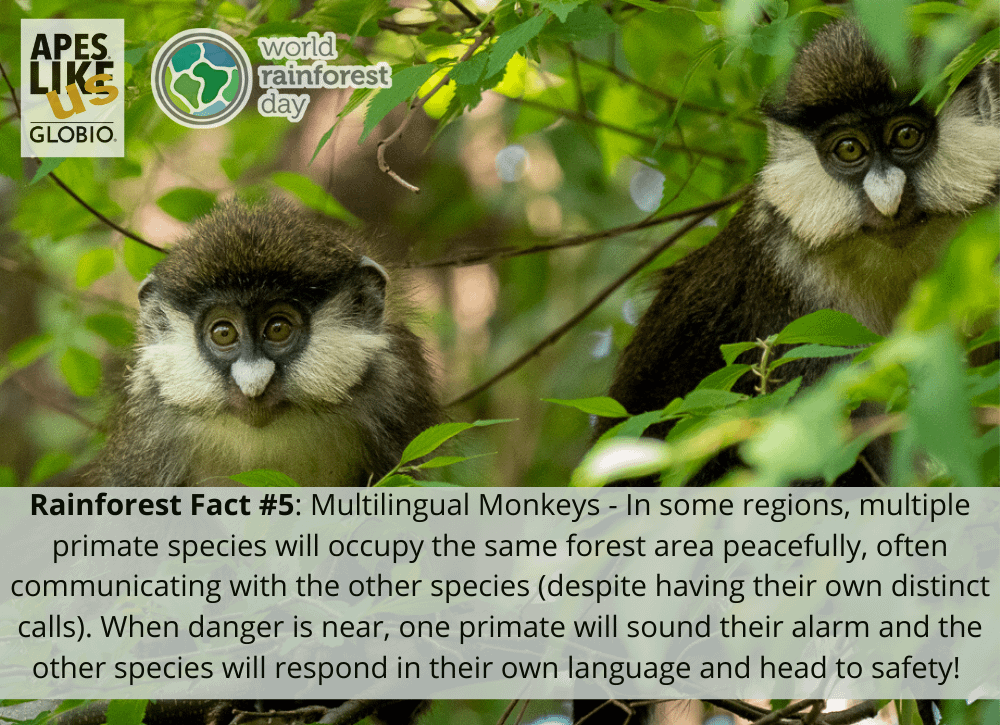 Rainforest Factoid 5 - Multilingual Monkeys