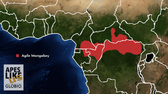 Map of Central Africa depicting natural range of Agile Mangabeys