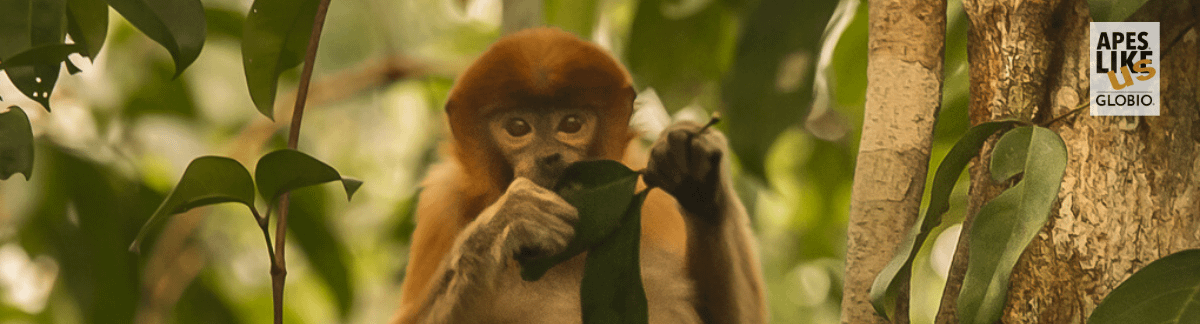 Proboscis Monkey eating leaf in tree