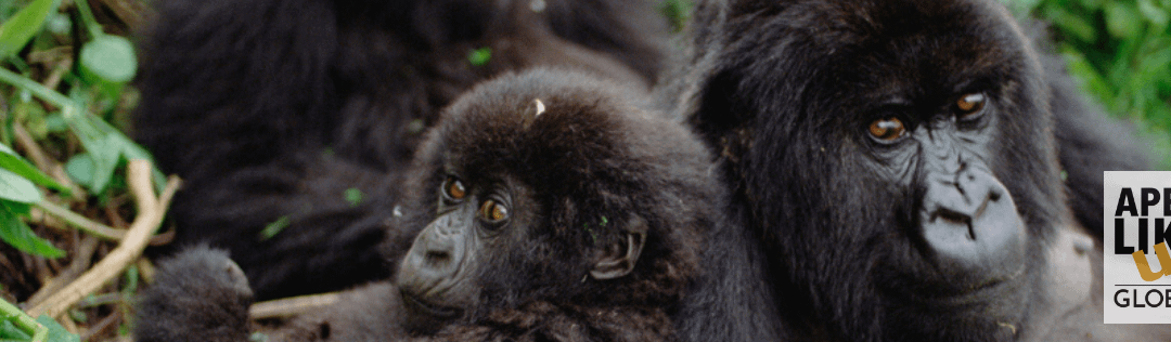 January Primate of the Month — Mountain Gorilla