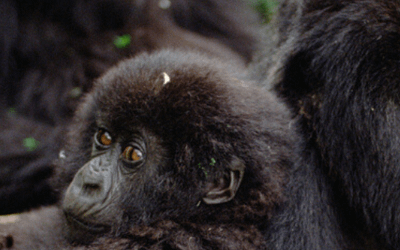 January Primate of the Month — Mountain Gorilla