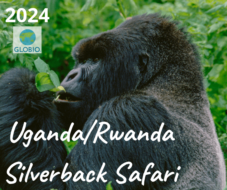 Uganda/Rwanda Great Apes safari