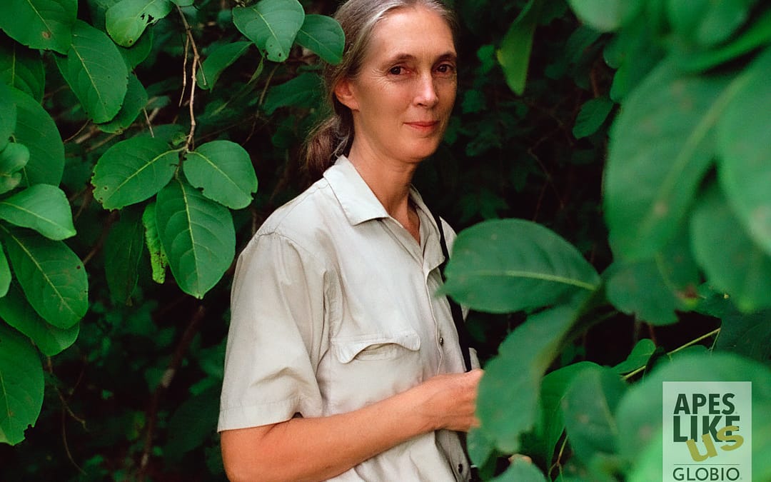 Jane Goodall – Happy Birthday!