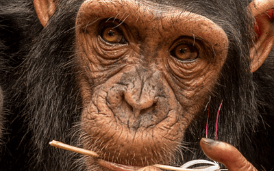 March Primate of the Month — Chimpanzee Subspecies