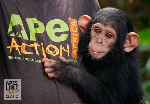 Rescued orphaned chimp Ape Action Africa