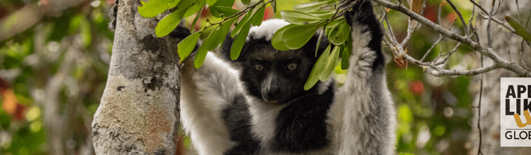 February Primate of the Month — Indri Lemur