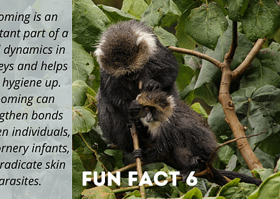 World Monkey Day Fun Fact - Samango Monkey