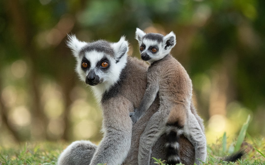 April Primate of the Month: Ring-Tailed Lemur