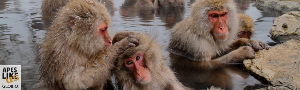 Japanese Snow monkeys in hot springs getting groomed