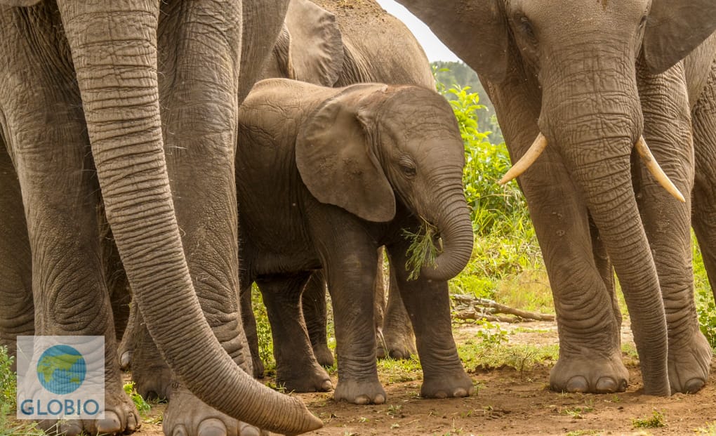 baby African elephant, Uganda
