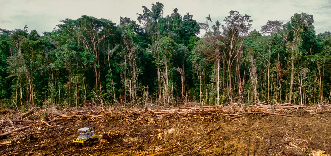 tropical forest deforestation