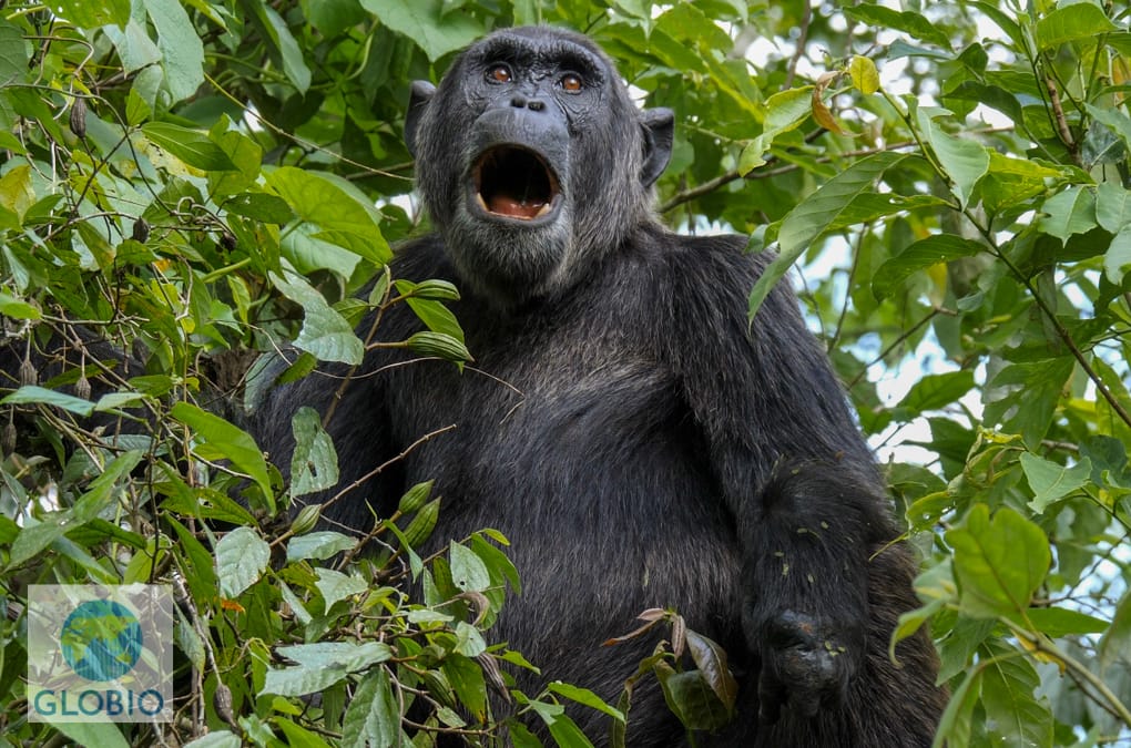 Chimp Politics — Day 8: Kibale & Kyambura Chimpanzees