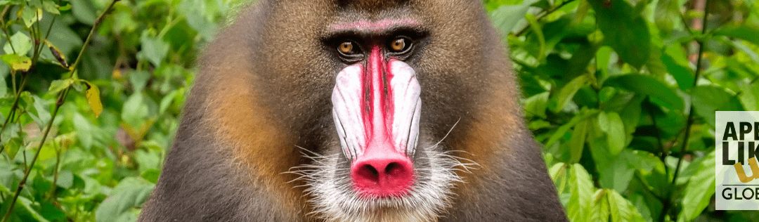 December Primate of the Month — the Mandrill