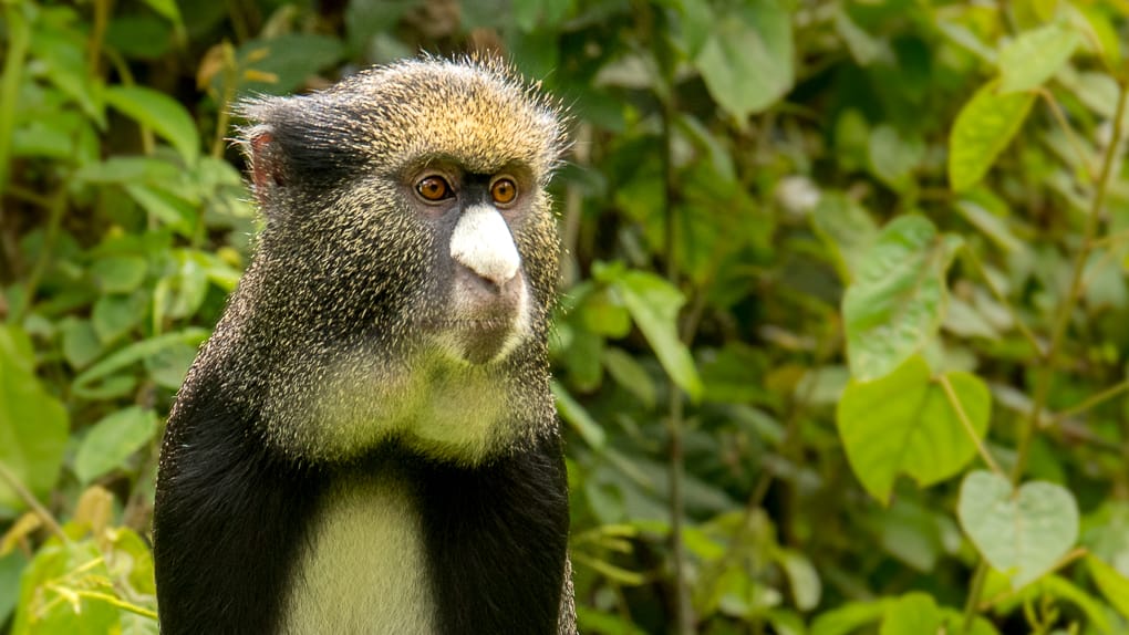 May Primate of the Month — Putty-Nosed Monkey